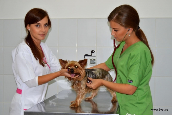 Cabinet veterinar 3VET ORIGINAL PROJECT GARA DE NORD SECTOR 1