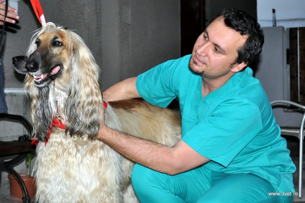 Cabinet veterinar 3VET ORIGINAL PROJECT GARA DE NORD SECTOR 1