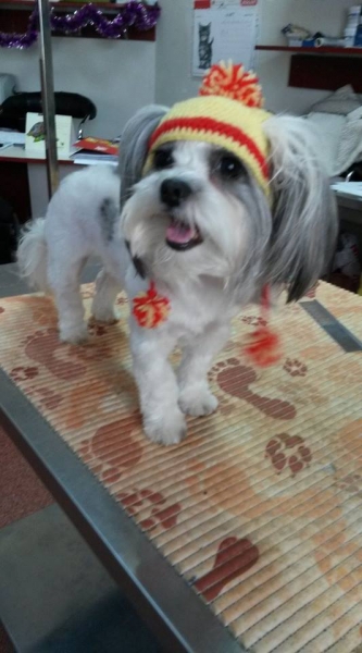 Maxim Vet - Cosmetica canina si felina sector 6