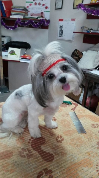 Maxim Vet - Cosmetica canina si felina sector 6
