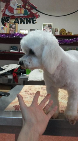 Maxim Vet - Cosmetica canina si felina sector 6