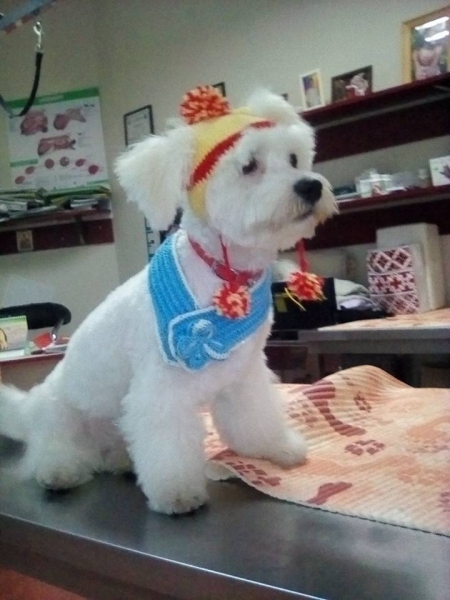 Maxim Vet - Cosmetica canina si felina sector 6