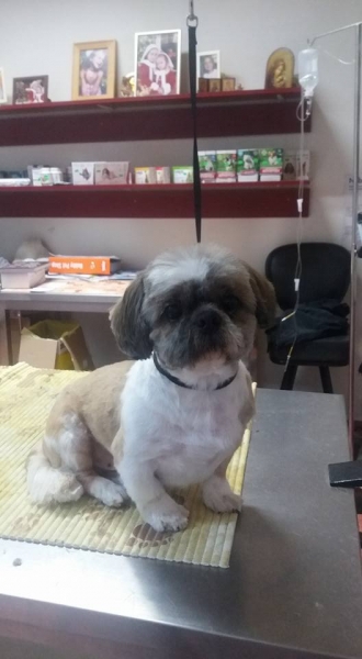 Maxim Vet - Cosmetica canina si felina sector 6