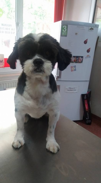 Maxim Vet - Cosmetica canina si felina sector 6