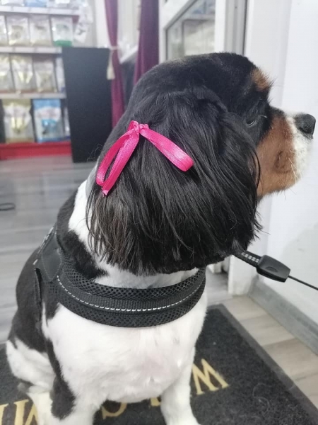 Fifi Salon Baba Novac