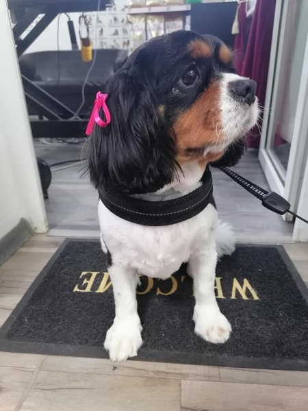 Fifi Salon Baba Novac