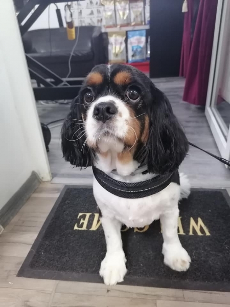 Fifi Salon Baba Novac