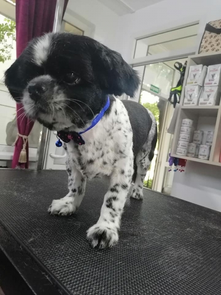 Fifi Salon Baba Novac