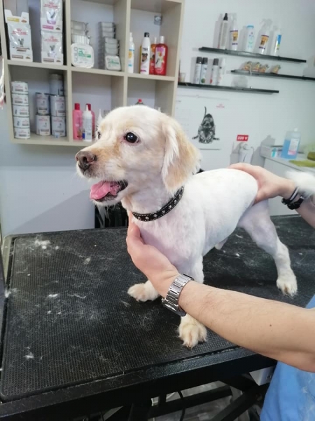 Fifi Salon Baba Novac