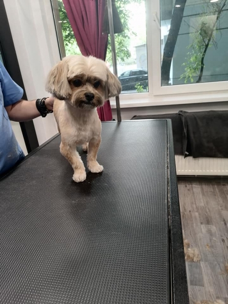 Fifi Salon Baba Novac