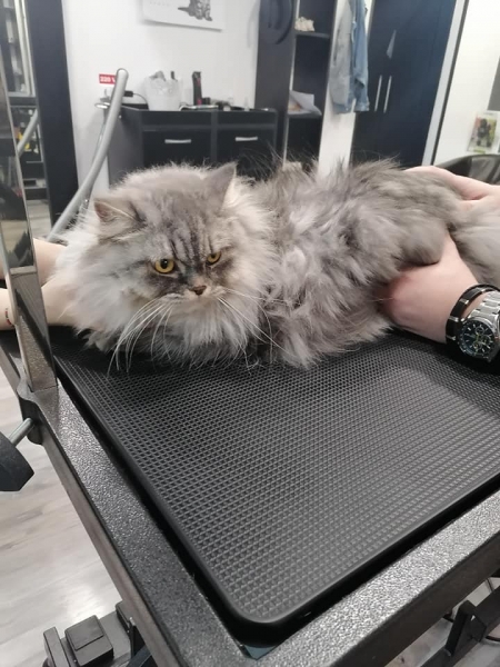 Fifi Salon Baba Novac