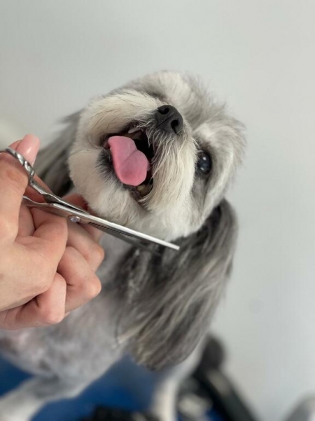 Frizerie caini si pisci Dexter Vet