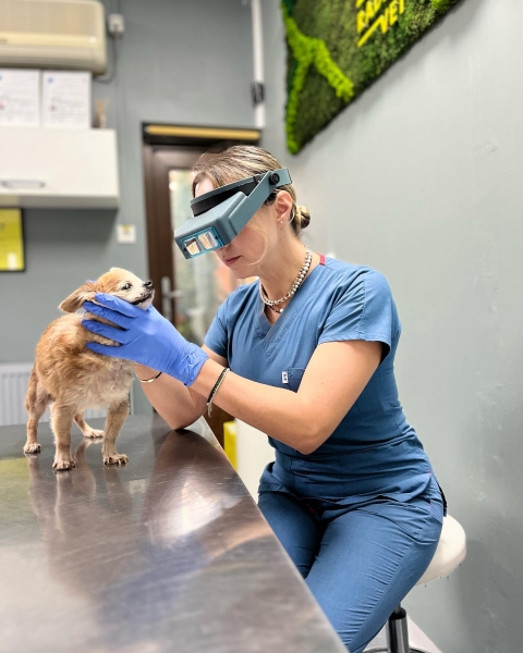 Dr. Victoria Spau - Oftalmologie veterinara Bucuresti