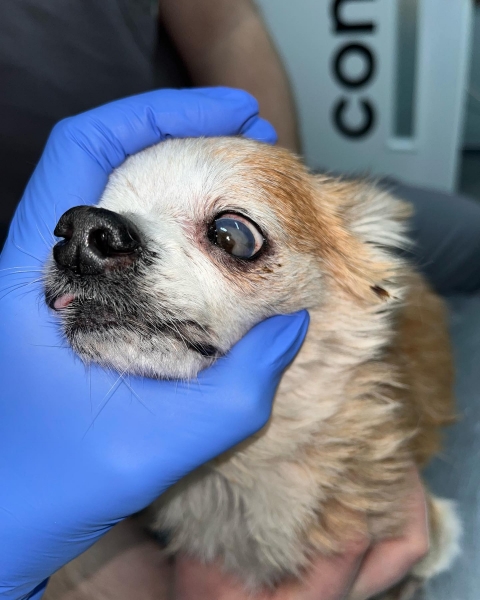 ftalmologie veterinara Bucuresti - EYEVET