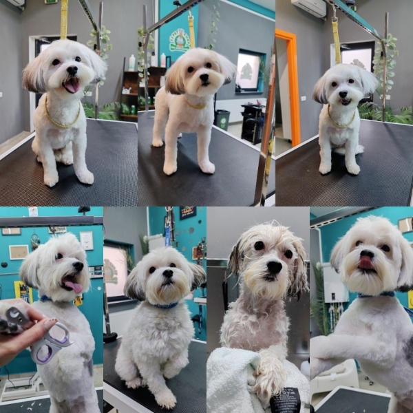 TJ Grooming din Popești-Leordeni 