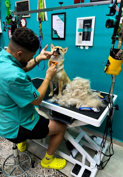 TJ Grooming din Popești-Leordeni 
