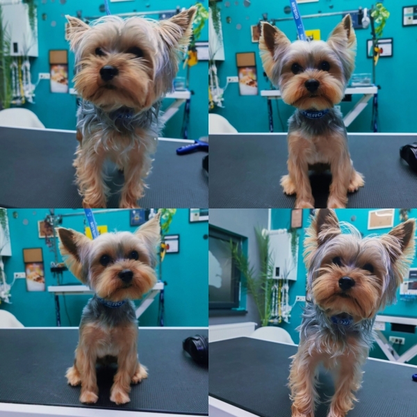 TJ Grooming din Popești-Leordeni 