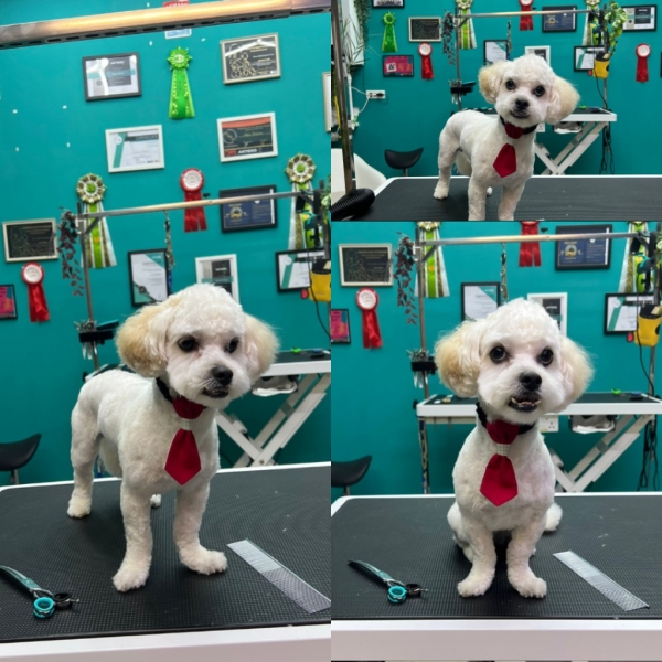 TJ Grooming din Popești-Leordeni 
